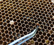 Amerikanische Faulbrut in einer Bienenwabe © Landkreis Rotenburg (Wümme)