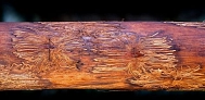 Der Borkenkäfer hinterlässt seine Spuren im Holz.
