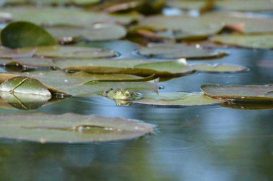 Frosch im Teich © pixabay