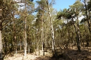 Moor mit Birken und Nadelbäumen