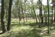 Moorwälder im Stellmoor © Landkreis Rotenburg (Wümme)