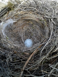 Nest mit Ei © pixabay
