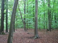 Bäume im Wald © Landkreis Rotenburg (Wümme)