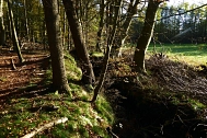 Bäume und Bach im Naturschutzgebiet Haaßeler Bruch. © Landkreis Rotenburg (Wümme)