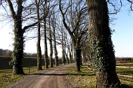 Säulenartige Eichen-Allee nach Hanschhorst © Landkreis Rotenburg (Wümme)