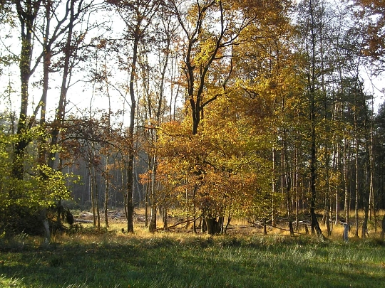 Wald im Herbst © Stiftung Naturschutz